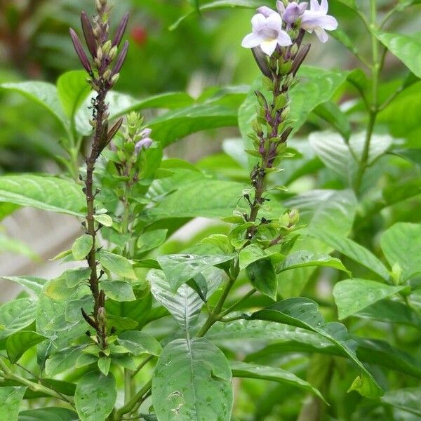 Phlogacanthus turgidus Flower