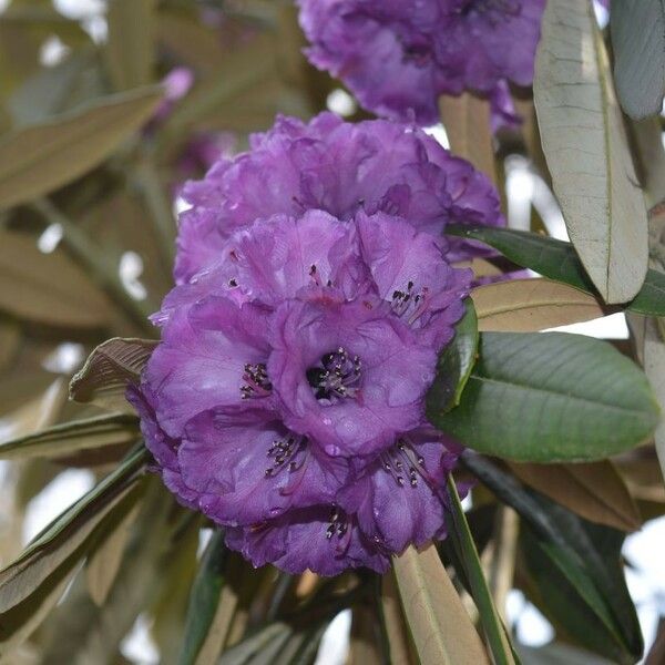 Rhododendron niveum Fleur