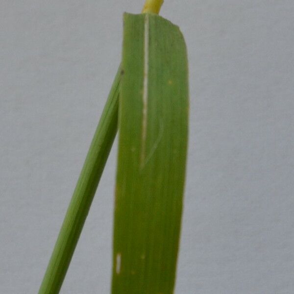 Phleum nodosum Frunză