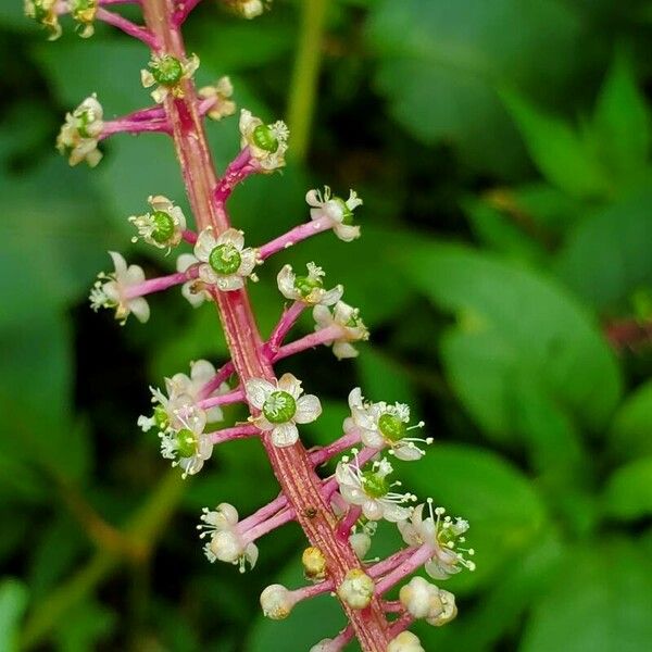 Phytolacca rivinoides Blodyn