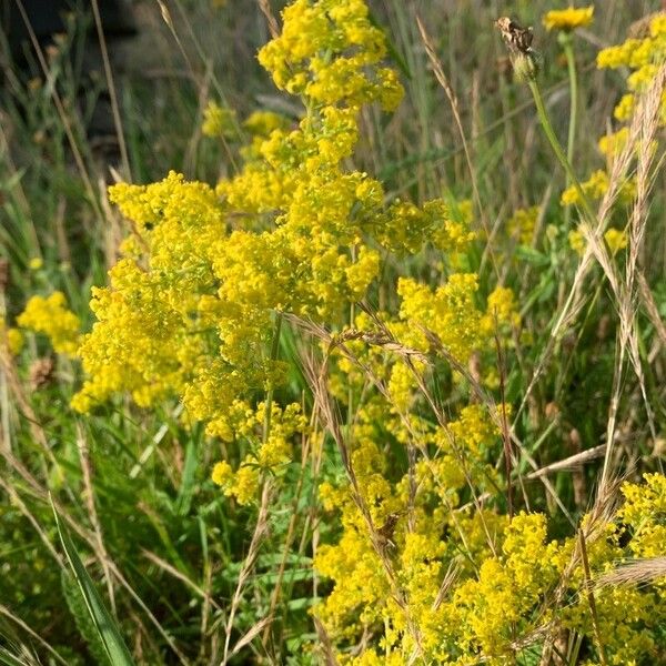 Galium × pomeranicum Flower