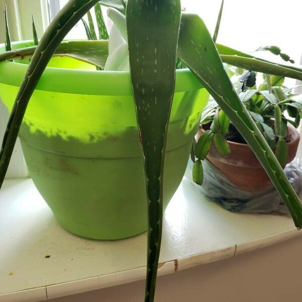 Aloe vera Blad