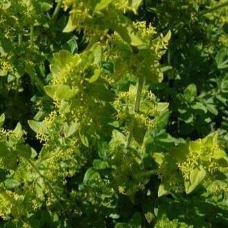 Cruciata laevipes Flower