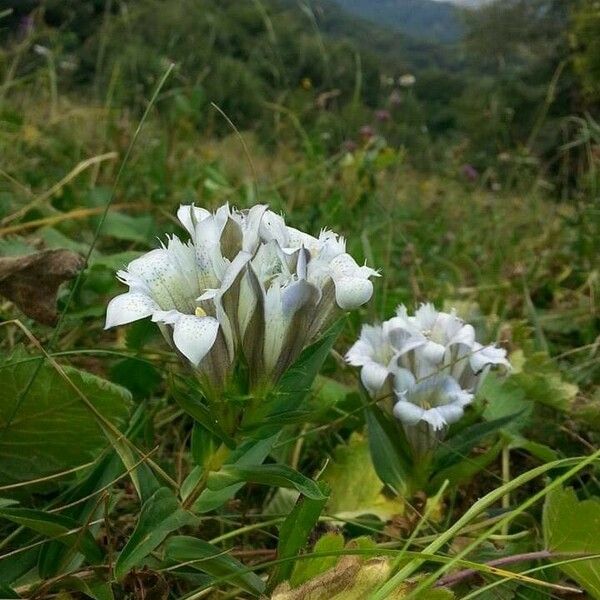 Gentiana septemfida Blüte