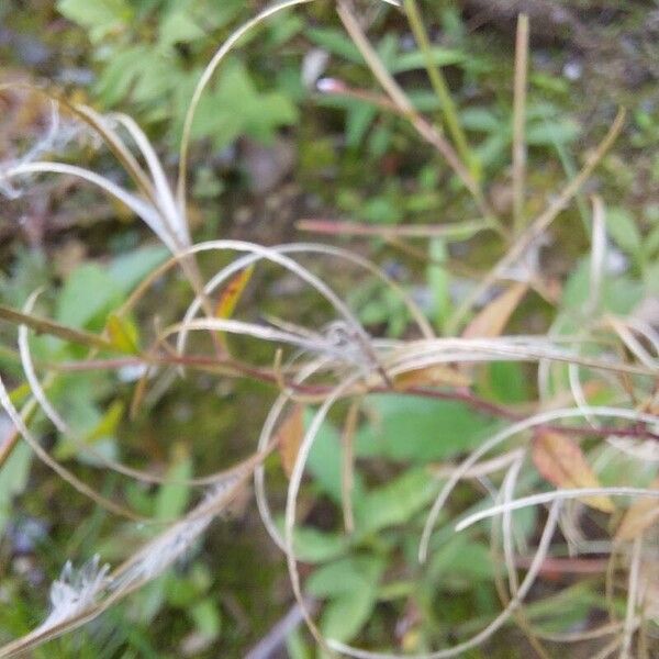 Epilobium parviflorum Fruit