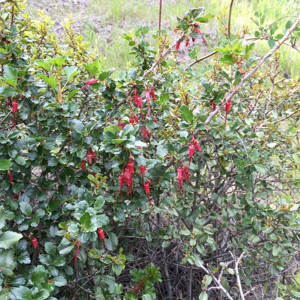 Ribes speciosum (Fuchsia-flower gooseberry)
