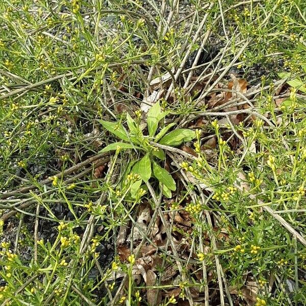 Anthyllis vulneraria Hàbitat