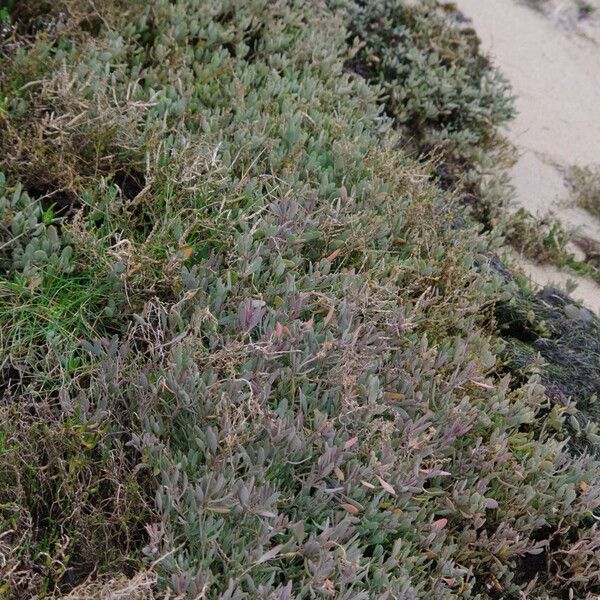 Atriplex portulacoides Habitat