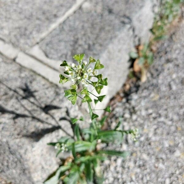 Capsella bursa-pastoris Квітка