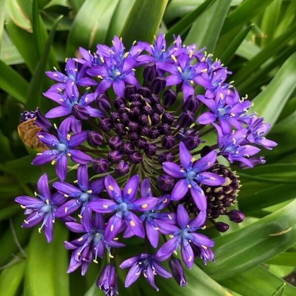 Scilla peruviana Цвят