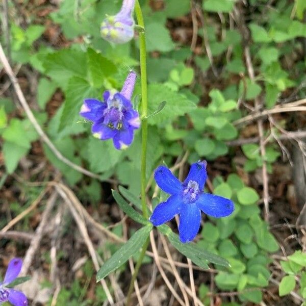 Delphinium tricorne Flower