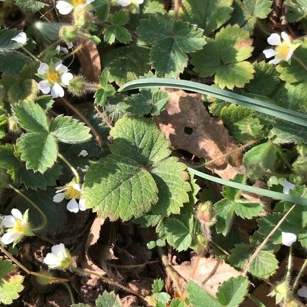 Potentilla sterilis 葉