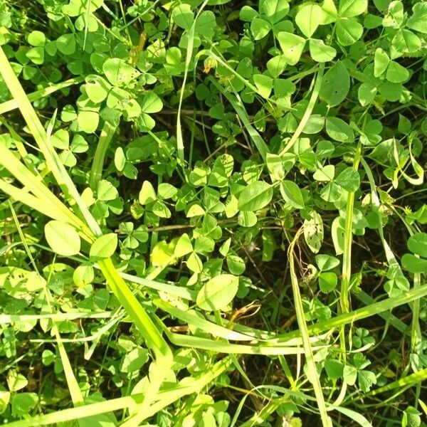 Medicago polymorpha Leaf