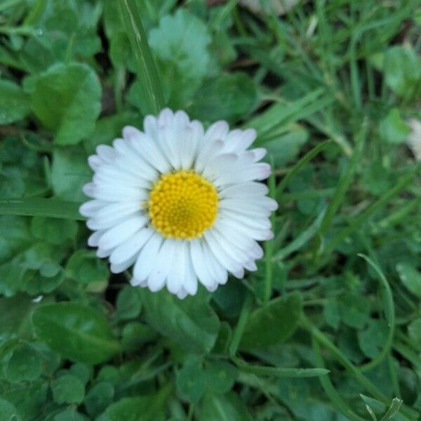 Bellis annua Flower