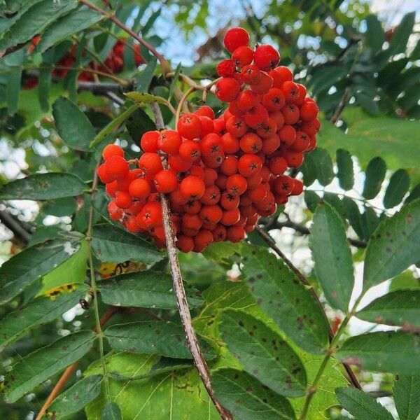 Sorbus aucuparia Fruit