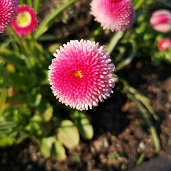 Bellis perennis Bloem