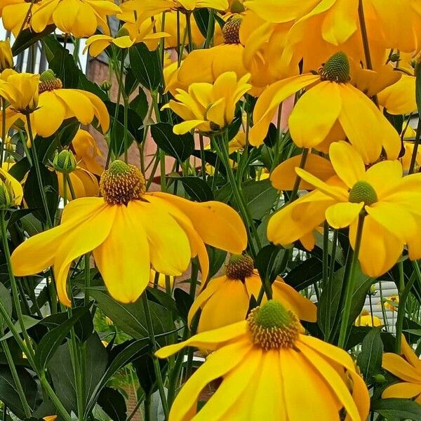 Rudbeckia nitida Квітка