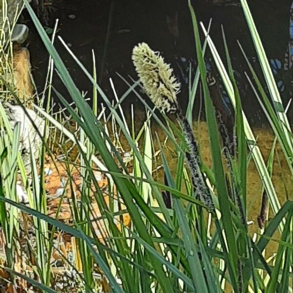 Carex acutiformis Flower