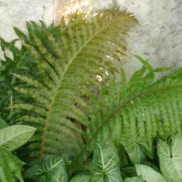 Blechnum brasiliense Leaf