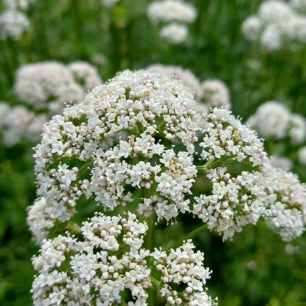 Valeriana officinalis Λουλούδι