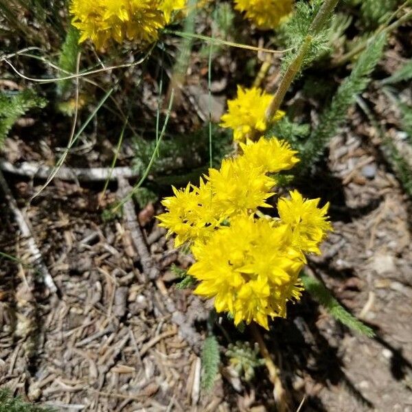 Sedum lanceolatum Λουλούδι