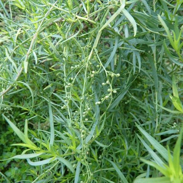 Artemisia dracunculus Ostatní