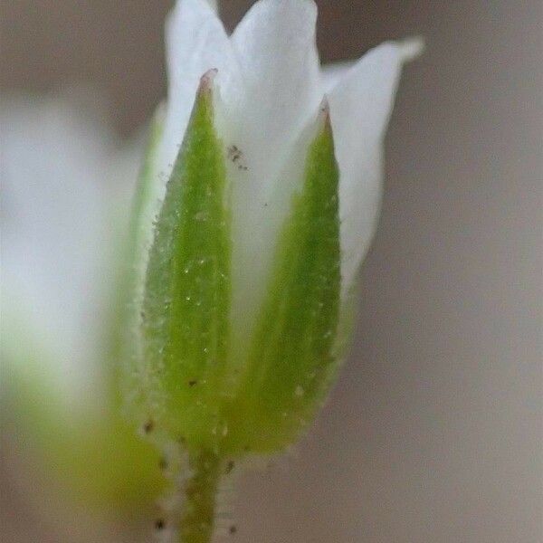 Sabulina verna फल