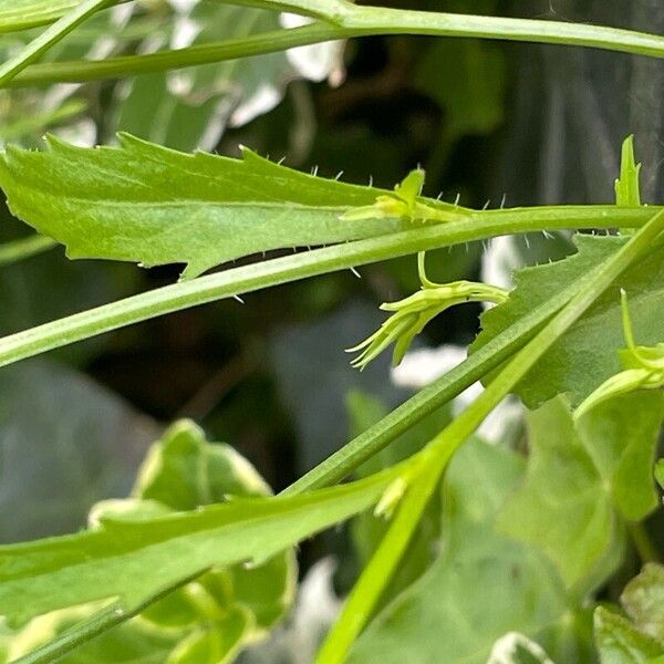 Lobelia erinus Leaf