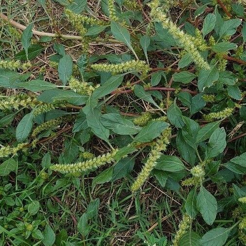 Amaranthus spinosus 花