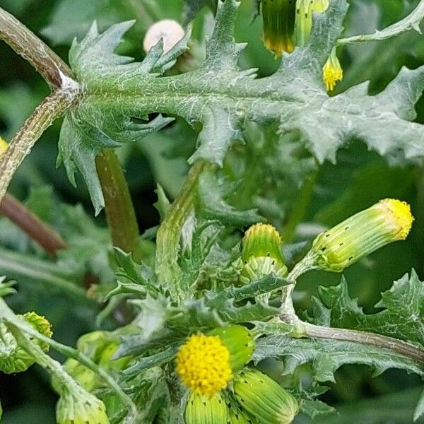 Senecio vulgaris Цветок