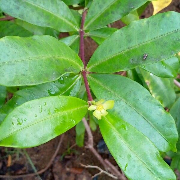 Allamanda cathartica 葉