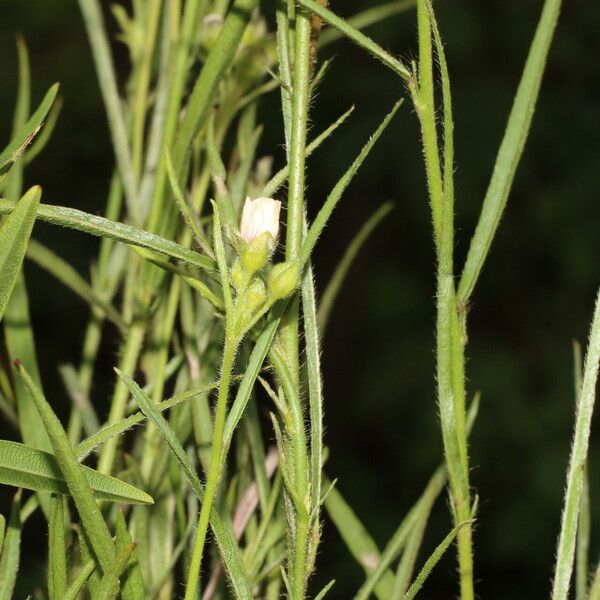 Sida linifolia 果