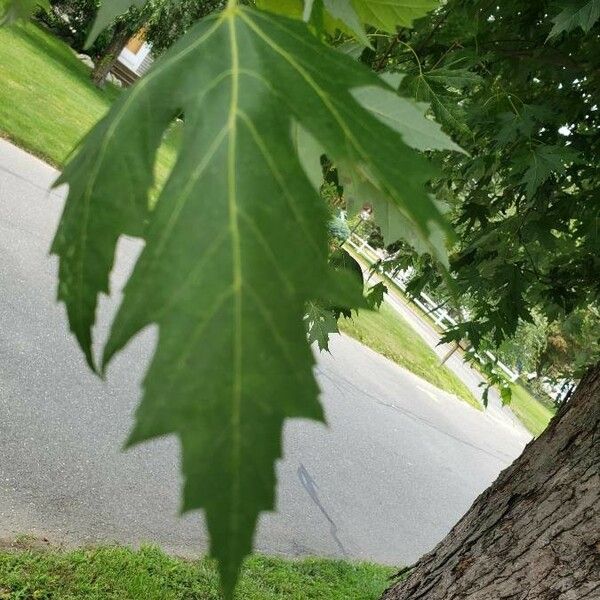 Acer saccharinum Folha