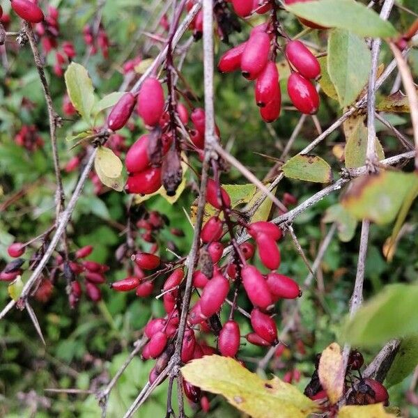 Berberis vulgaris Hedelmä