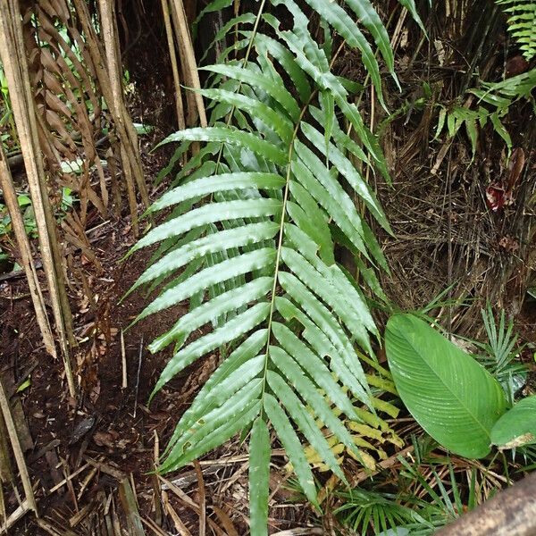 Stenochlaena tenuifolia Листок