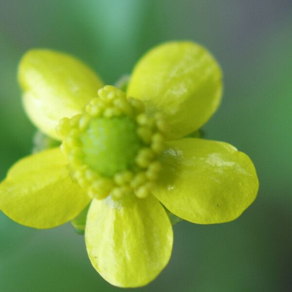 Ranunculus ophioglossifolius Autre