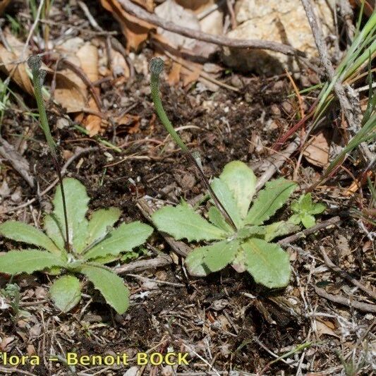 Arnoseris minima Habit