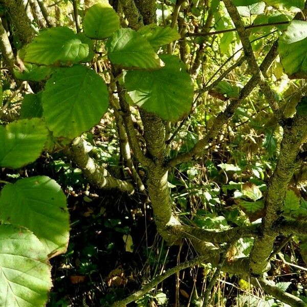 Alnus alnobetula Elinympäristö