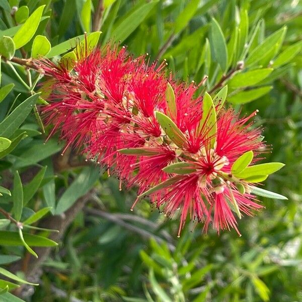 Callistemon citrinus Cvet