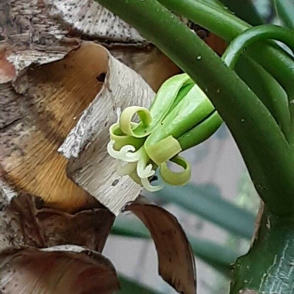 Vasconcellea pubescens Kvet