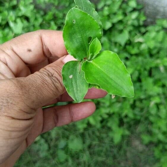 Commelina benghalensis পাতা