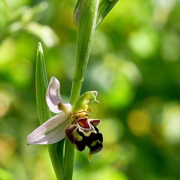 Ophrys apifera Квітка