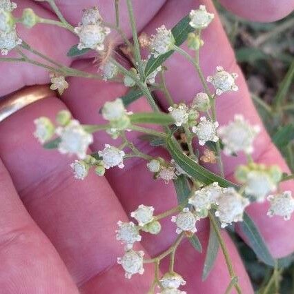 Parthenium hysterophorus Fleur