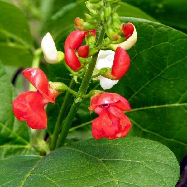 Phaseolus coccineus Flor