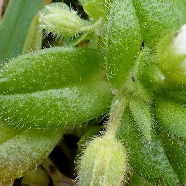 Cerastium semidecandrum Foglia