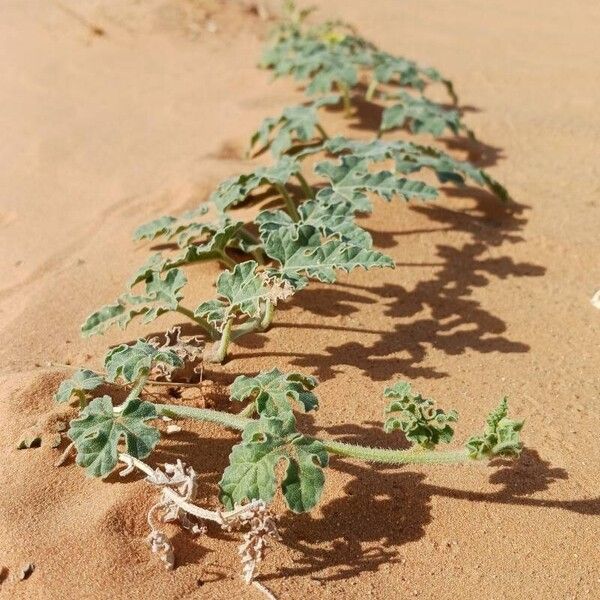 Citrullus colocynthis Habit