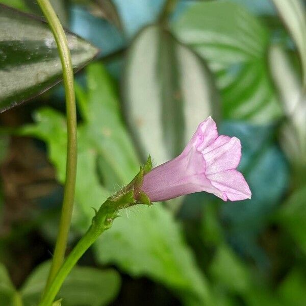 Ipomoea triloba ফুল