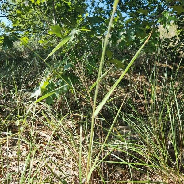 Elymus canadensis Fuelha