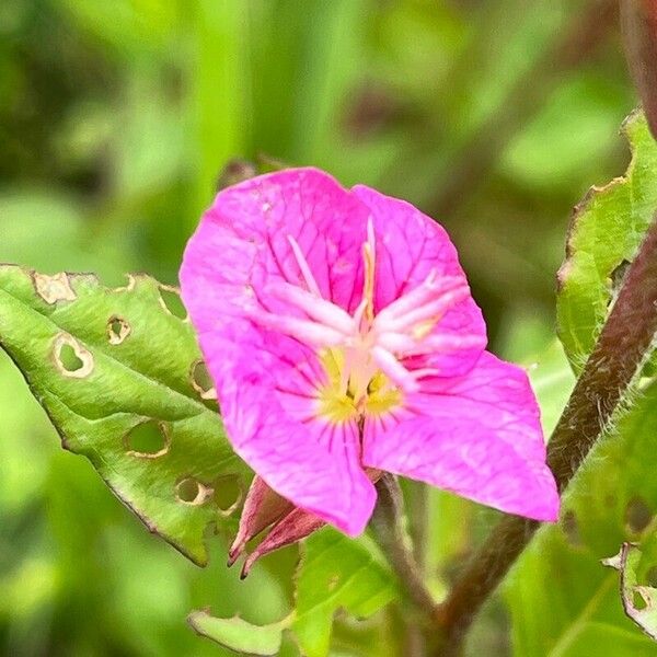 Oenothera rosea Blomma