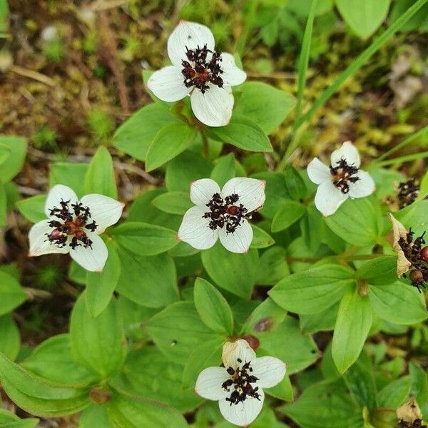 Cornus suecica Fiore